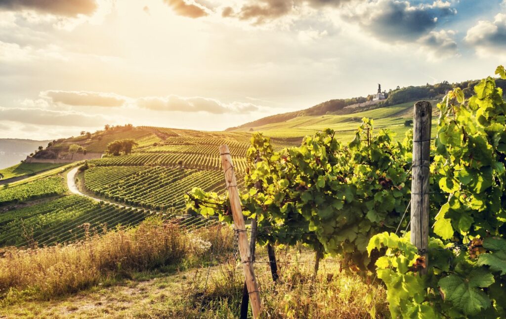 Viticultura, industria forestieră şi agricolă